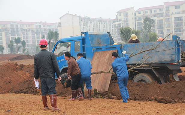 同心協(xié)力將樹苗卸下車